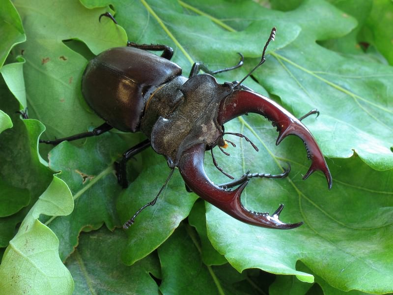 Lucanus cervus (Linnaeus, 1758)